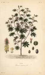 Pianta di ricino, Ricinus communis