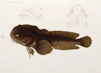 Pesce gatto, Algeria