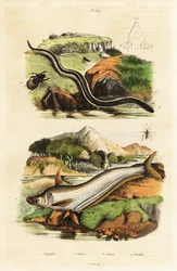 Pesce gatto, sirena nana, vespa e scarabeo