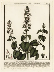 Nepeta cataria