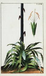Pianta del secolo, Agave americana