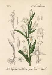 Cephalanthere a foglie lunghe - Elleborina a foglie di spada, Cephalanthera longifolia (Cephalanthera pallens). Litografia colorata a mano da Flora tedesca di Diederich von Schlechtendal (Flora von Deutschland), Jena