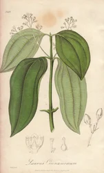 Macchina per flauti di Ceylon (Cinnamomum verum) - Acquaforte di William Clarke per illustrare “Botanica medica, descrizione delle piante medicinali di Londra, Edimburgo e Dublino” di John Stephenson e James Morss Churchill