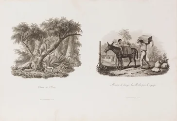 Chasse de l