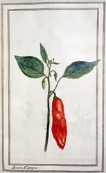 Peperoncino, c.1780-1800 (incisione)