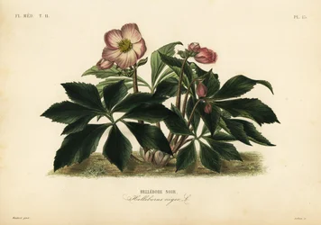 Rosa di Natale o elleboro nero, Helleborus niger