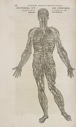 Circolazione Il sistema venoso del corpo umano maschile
