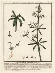 Attaccamani, Galium aparine