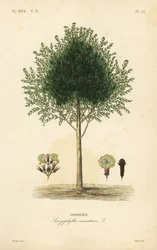 Albero di chiodi di garofano, Syzygium aromaticum