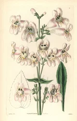 Penstemon a fiore di Cobaea, Penstemon cobaea. Incisione a mano colorata su rame di Weddell dopo J. McNab da John Lindley e Robert Sweet