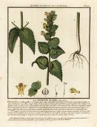 Cresta di gallo, Rhinanthus crista-galli.