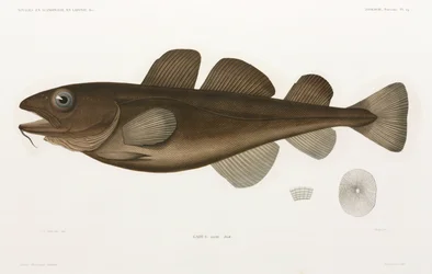 Merluzzo