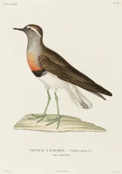 Piviere collare, Isole Falkland