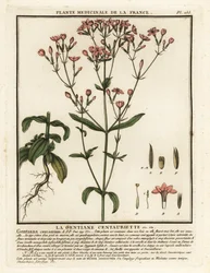 Centauro minore, Centaurium erythraea