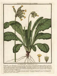 Primula veris, Primula veris