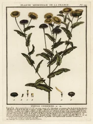 Pulicaria dysenterica