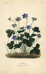 Epatica comune, Anemone hepatica