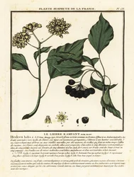 Edera comune, Hedera helix