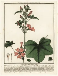 Malva comune, Malva sylvestris