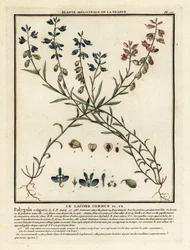 Polygala vulgaris