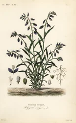 Poligala comune, Polygala vulgaris