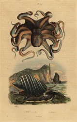 Polpo comune, Octopus vulgaris 1, e lumaca di mare, Dicathais orbita 2