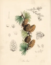 Larice bianco, Larix decidua. Litografia colorata a mano di C. Chabot disegnata da Miss M. A. Burnett da "Plantae Utiliores: o Illustrazioni di Piante Utili", Whittaker, Londra