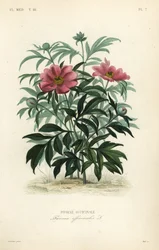 Peonia comune, Paeonia officinalis