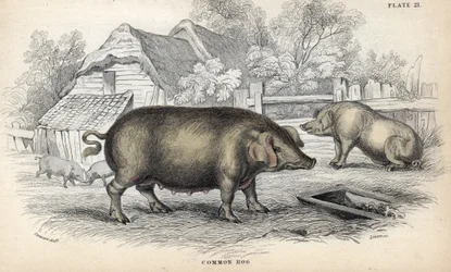 Maiale comune (Sus domestica) in un porcile. Incisione su rame di William Lizars, basata su un disegno di James Stewart, pubblicata nella Naturalist Library: mammiferi, pachidermi e quadrupedi con pelle fine, a cura di W. H. Lizars, a Edimburgo, Scozia