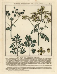 Ruta comune, Ruta graveolens