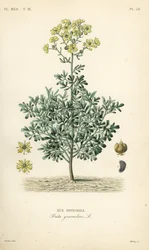 Ruta comune, Ruta graveolens