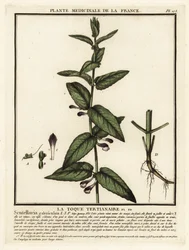 Scutellaria comune, Scuttelaria galericulata