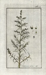 Salsola soda. Litografia da 