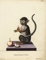 Scimmia scoiattolo comune, Saimiri sciureus. Simia sciurea Linn. Incisione a mano colorata su rame di Hermann Jakob Tyroff dopo un