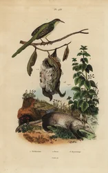 Uccello sarto comune, Orthotomus sutorius con nido, ortica, Urtica dioica, e oritteropo, Orycteropus afer