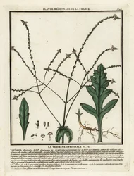 Verbena comune, Verbena officinalis
