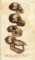 Anatomia comparata dei crani di scimmia, babbuino e scimmia - Incisione a mano colorata da Ebenezer Sibly