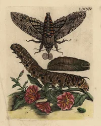 Sfinge convolvolo, Agrius convolvuli, bruco e pupa con convolvolo, Convolvulus arvensis LXXV