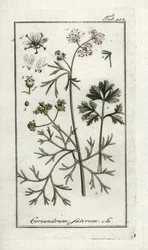 Coriandolo