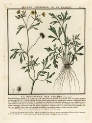 Ranuncolo dei campi, Ranunculus arvensis