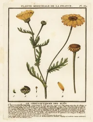 Crisantemo dei campi, Glebionis segetum