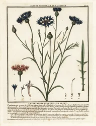 Cyanus segetum