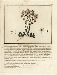 Sedum dasyphyllum
