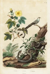 Cotone, cuculo e serpente d