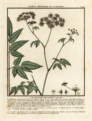 Cicuta virosa