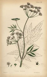Cicuta virosa. Litografia colorata a mano di Henry Sowerby da Flora Homeopathica di Edward Hamilton, Bailliere, Londra