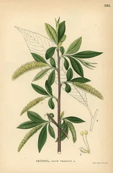 Salice fragile, Salix fragilis