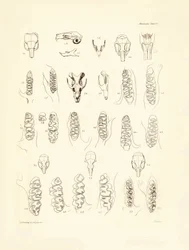 Gru e denti di vari tipi di roditori descritti da Charles Darwin durante il suo viaggio di esplorazione a bordo del Beagle. Tavola da 