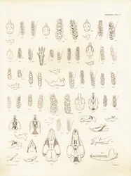Cranio e denti di vari tipi di roditori descritti da Charles Darwin durante il suo viaggio di esplorazione a bordo del Beagle. Tavola da The Zoology of the voyage of H.M.S. Beagle sotto il comando del Capitano Fitzroy durante gli anni 1832-1836
