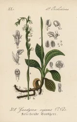 Goodyere strisciante - Treccia strisciante, Goodyera repens. Litografia colorata a mano da Flora tedesca di Diederich von Schlechtendal (Flora von Deutschland), Jena